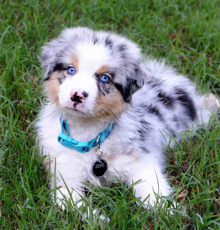 Mini Aussiedoodle Puppies For Sale near MD