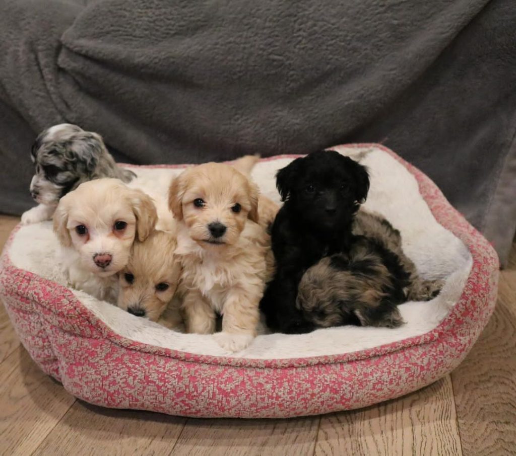 Mini Aussiedoodle Puppies For Sale near MA