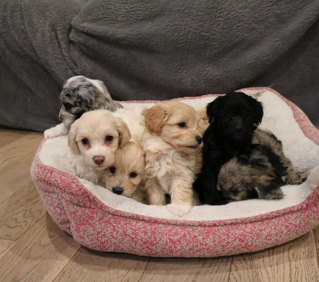 Mini Aussiedoodle Breeders Near ND