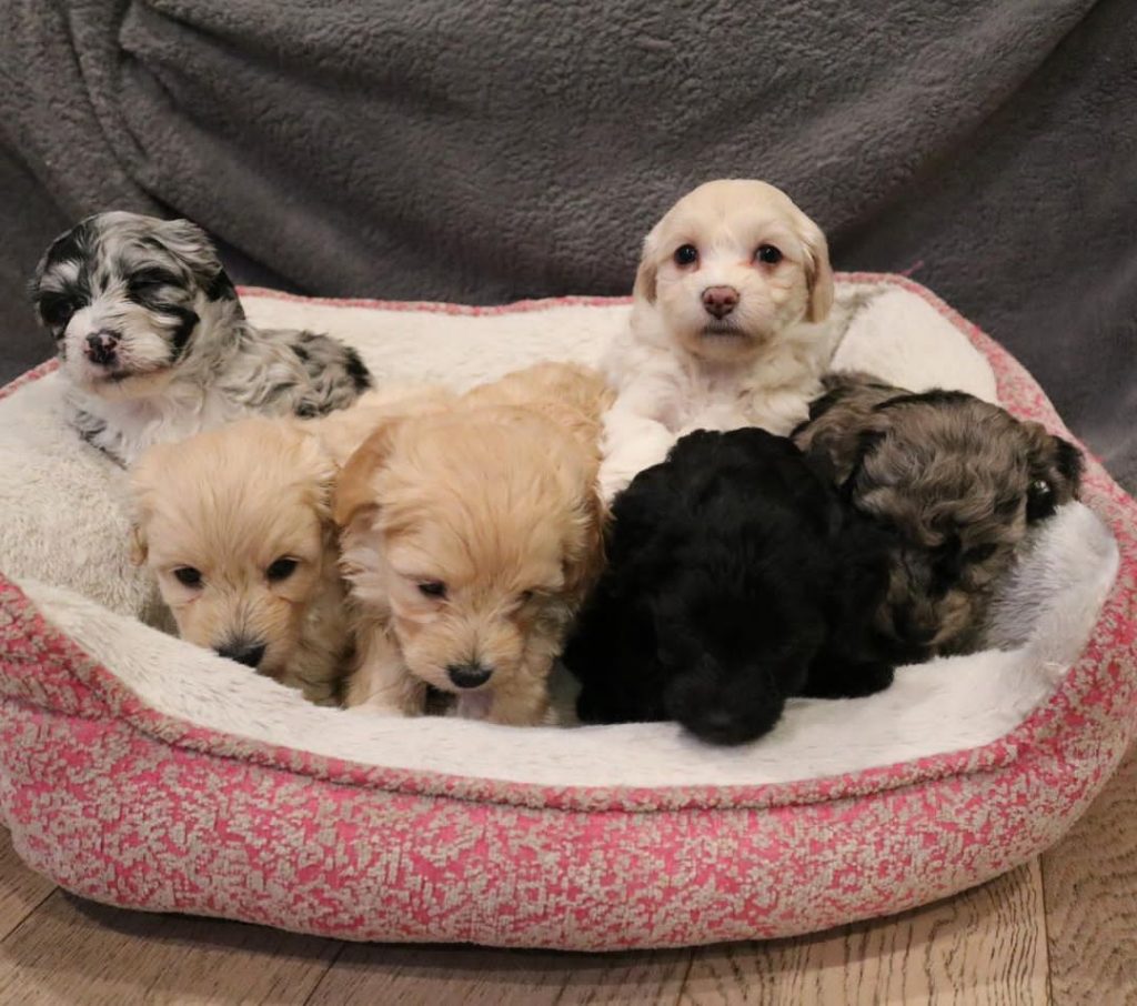 Mini Aussiedoodle Puppies For Sale near MN