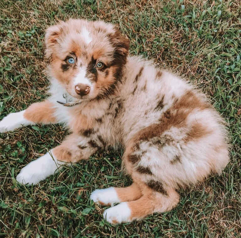 Mini Aussiedoodle Puppies For Sale near MS