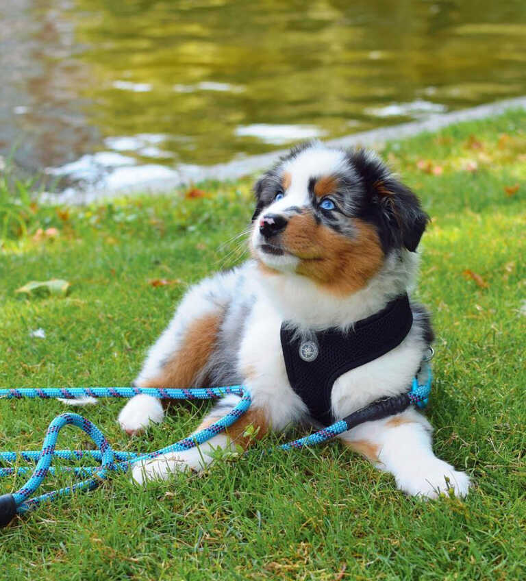 Mini Aussiedoodle Breeders Near NY