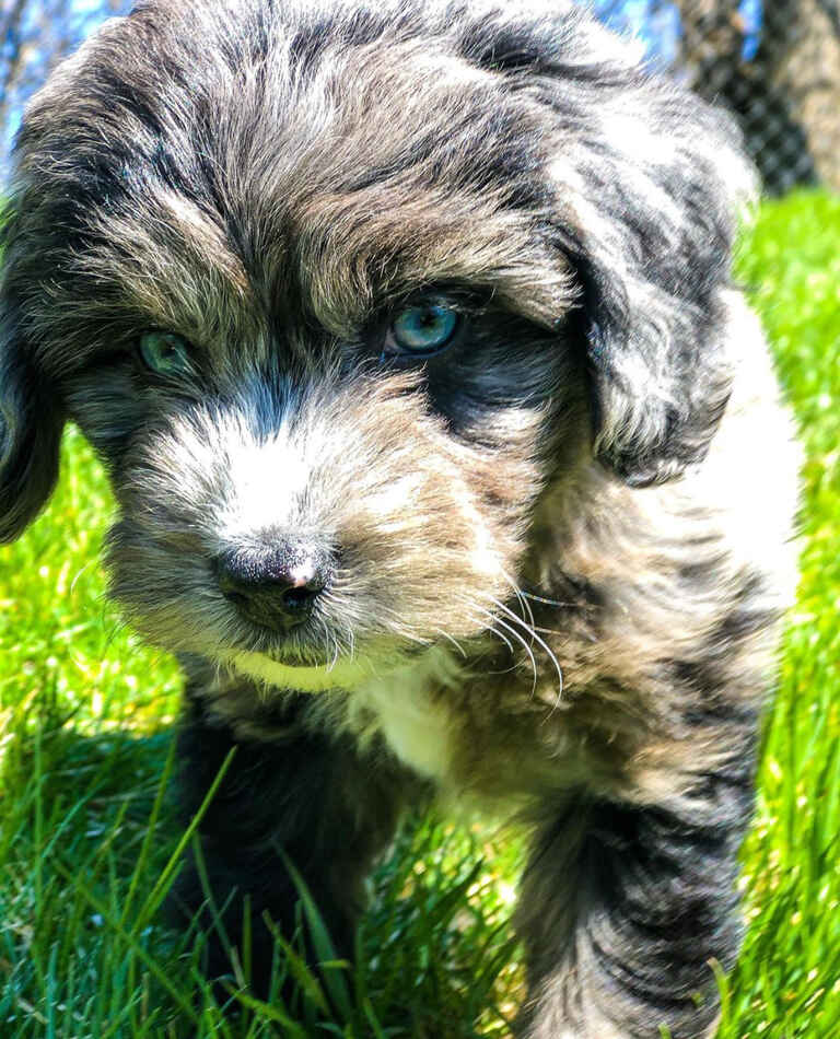 Mini Aussiedoodle Puppies For Sale near OR