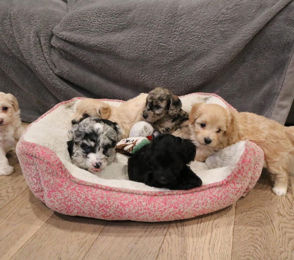 Mini Aussiedoodle Breeders Near NM