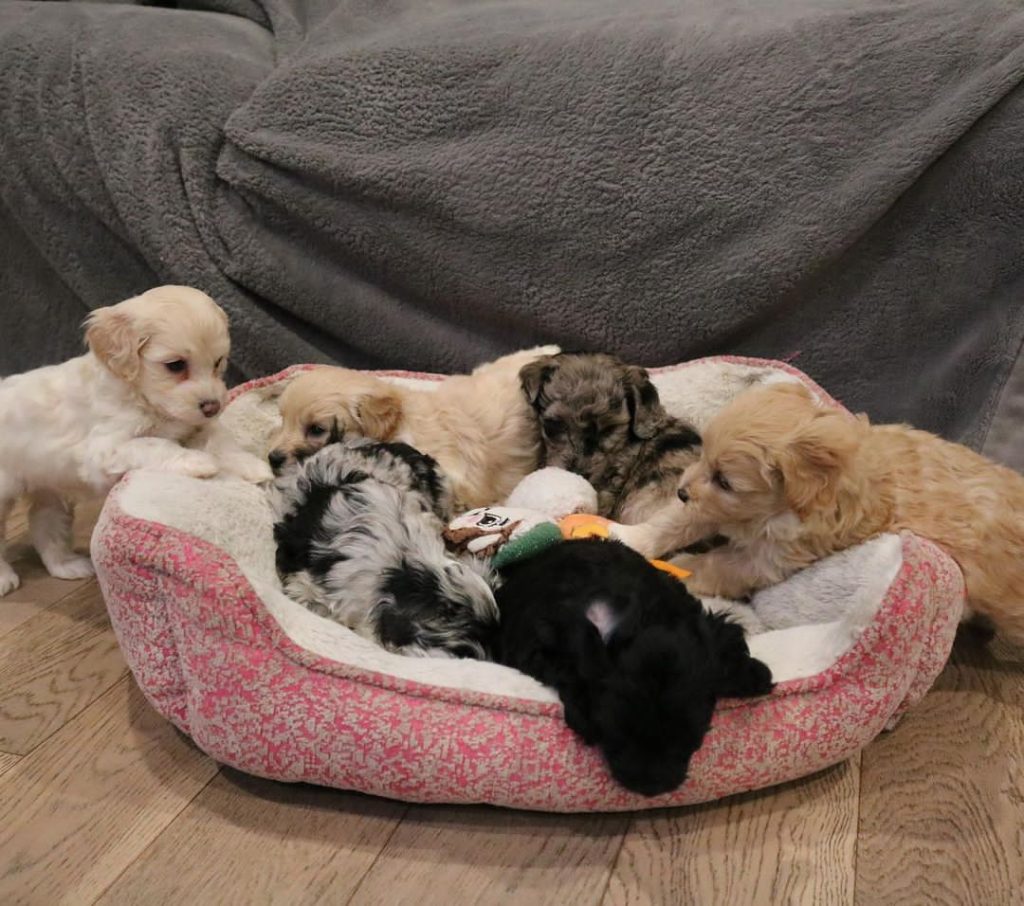 Mini Aussiedoodle Breeders Near KY