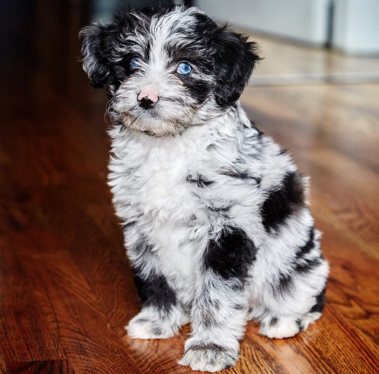 Mini Aussiedoodle Breeders Near KS