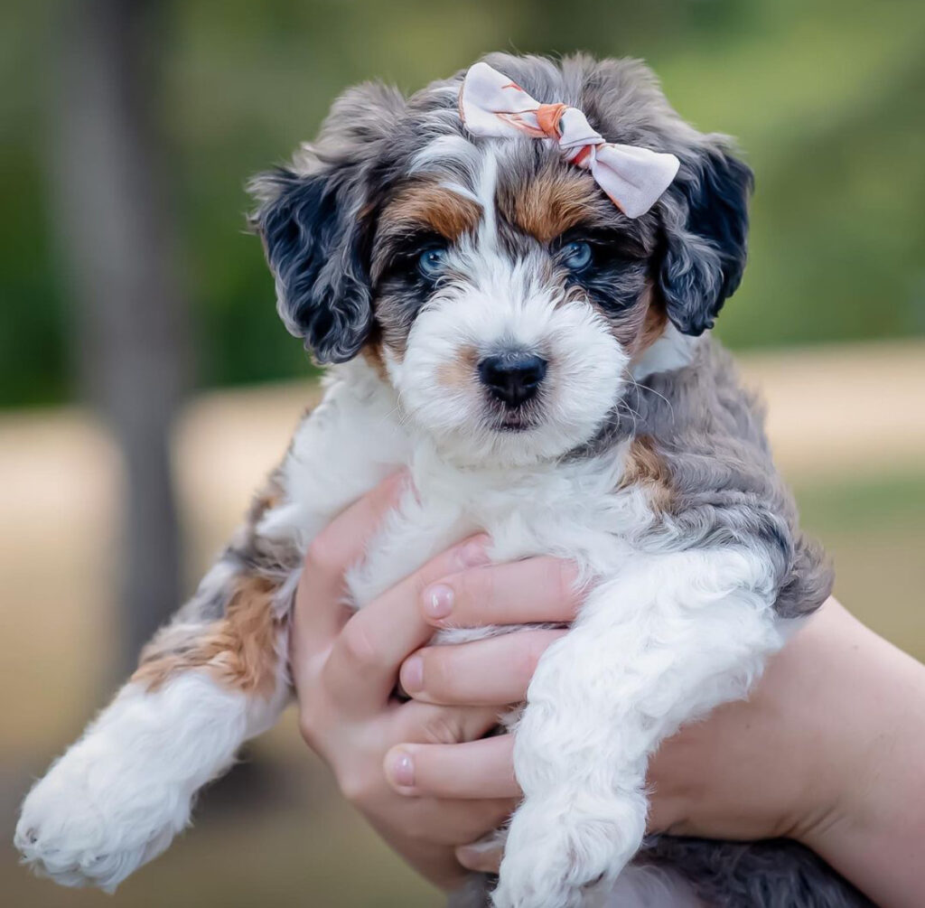 Mini Aussiedoodle Breeders Near IA
