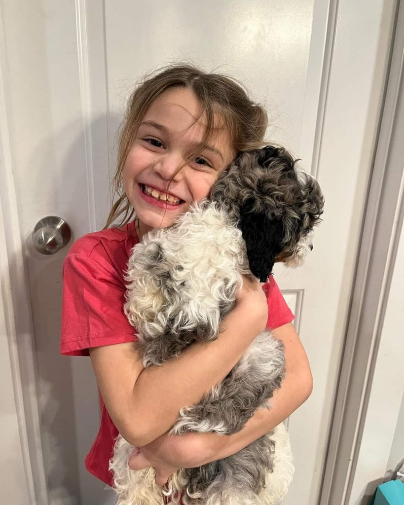 Mini Aussiedoodle Breeders Near IN