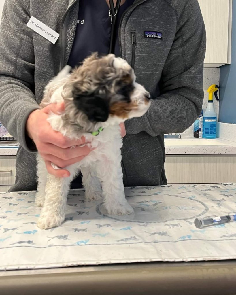 Mini Aussiedoodle Breeders Near IL