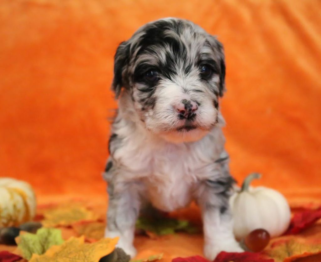 Mini Aussiedoodle Breeders Near ID