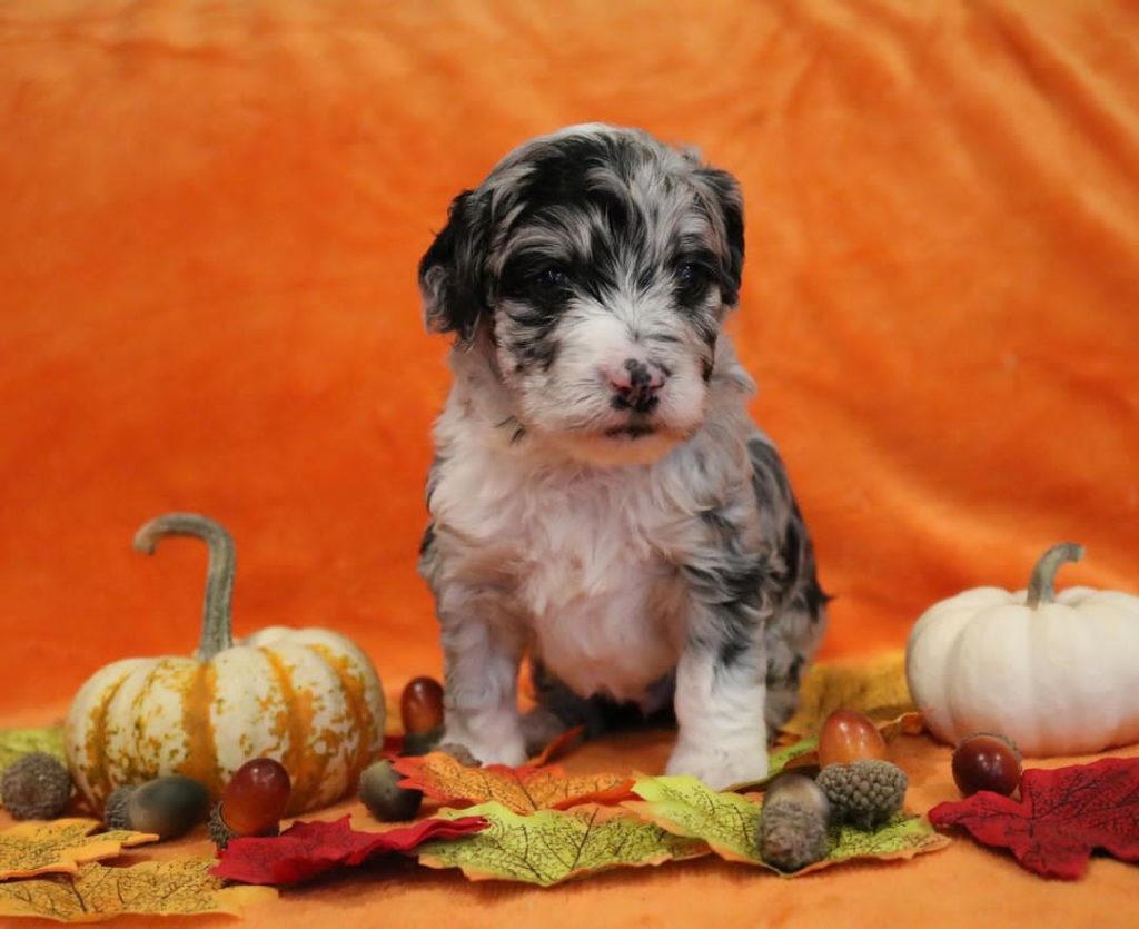 Mini Aussiedoodle Breeders Near HI