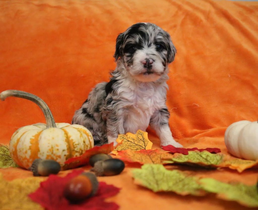 Mini Aussiedoodle Breeders Near GA