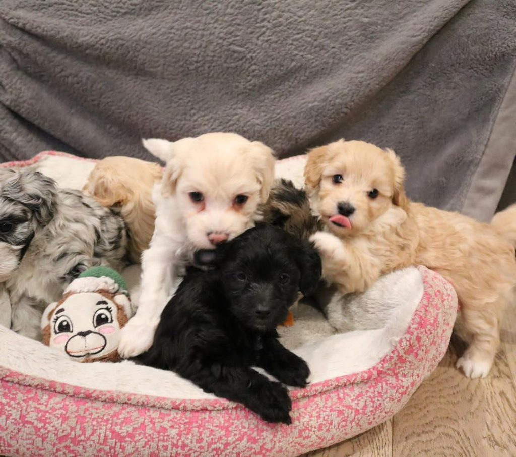 Mini Aussiedoodle Breeders Near FL