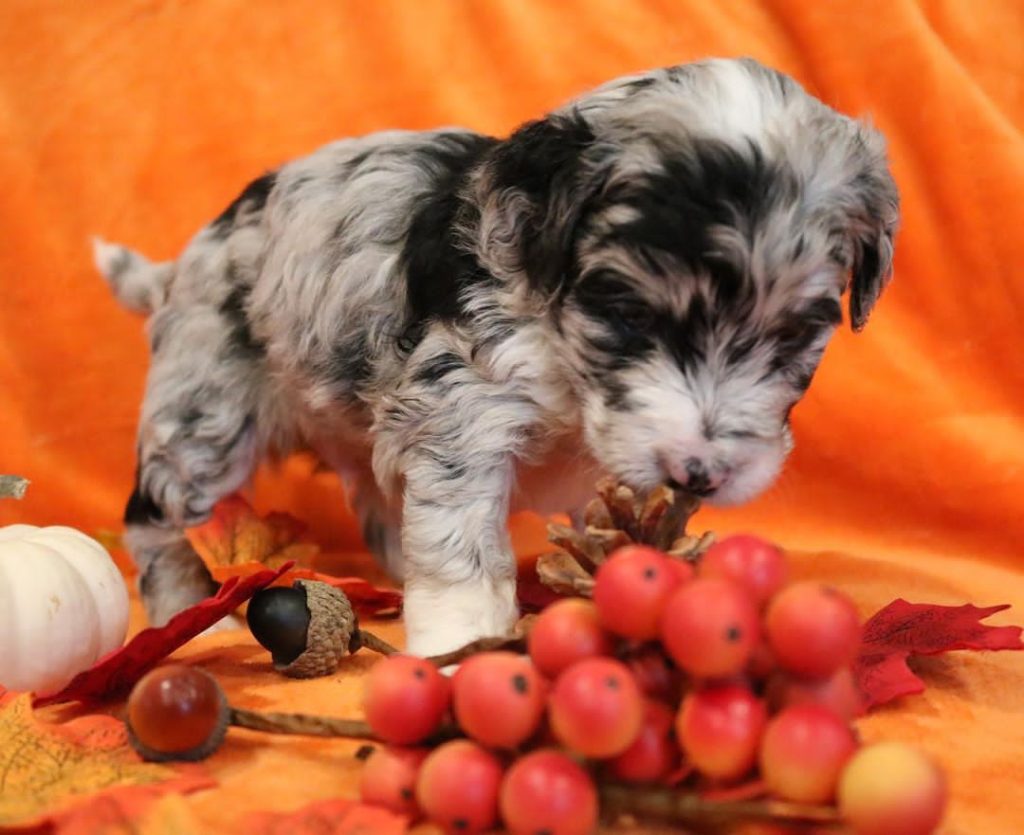 Mini Aussiedoodle Breeders Near DC