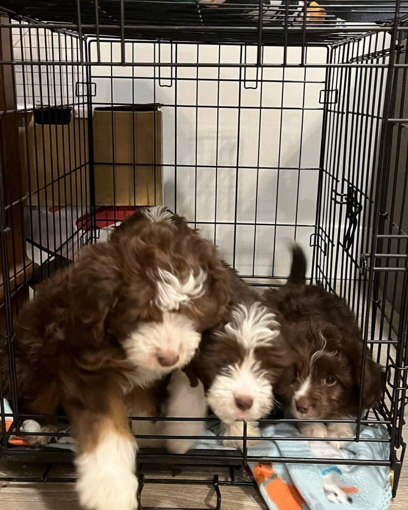 Mini Aussiedoodle Breeders Near DE