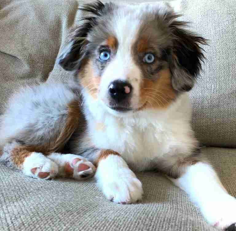 Mini Aussiedoodle Breeders Near CO