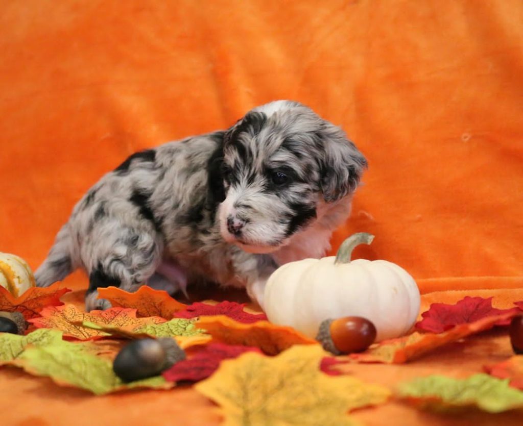 Mini Aussiedoodle Breeders Near AR