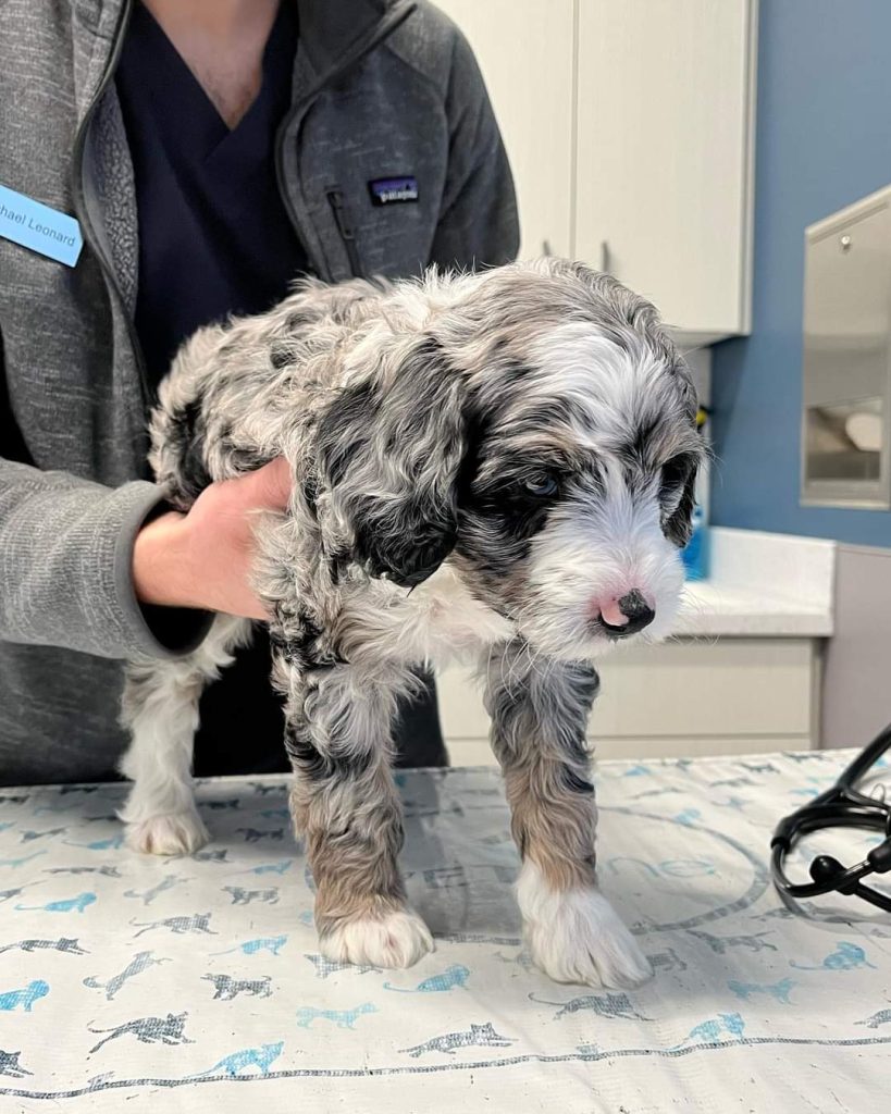 Mini Aussiedoodle Breeders Near CA