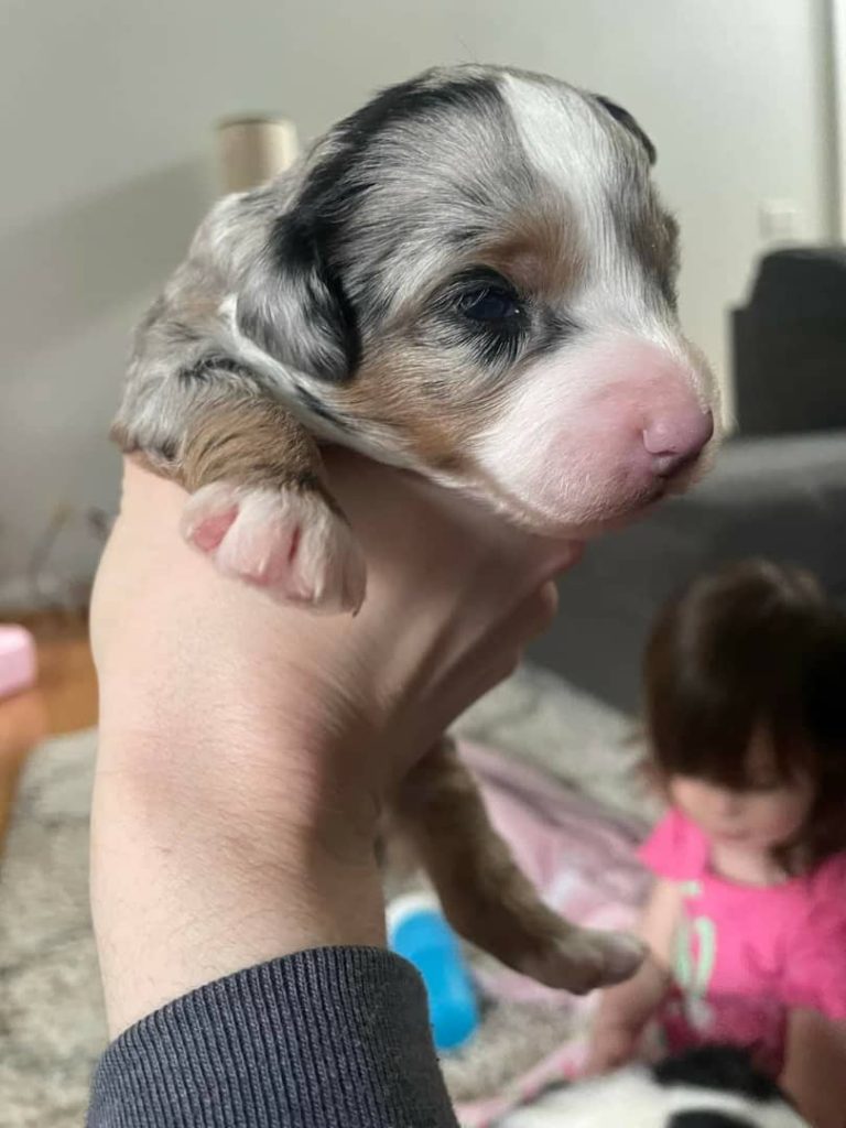 Mini Aussiedoodle Breeders Near AZ