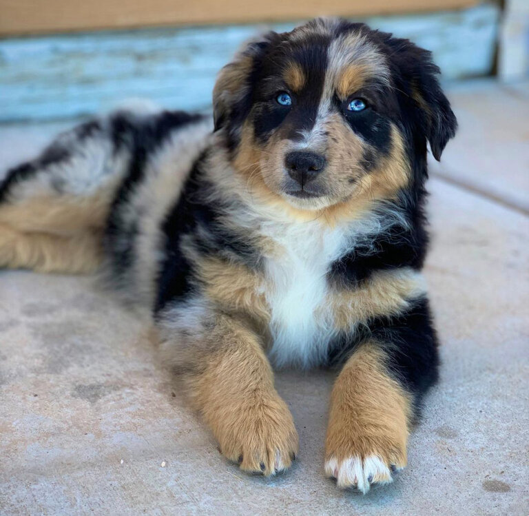 Mini Aussiedoodle Breeders Near AK