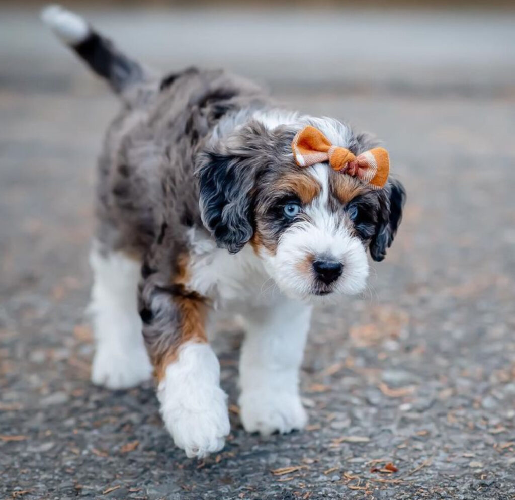 Mini Aussiedoodle Breeders Near AL