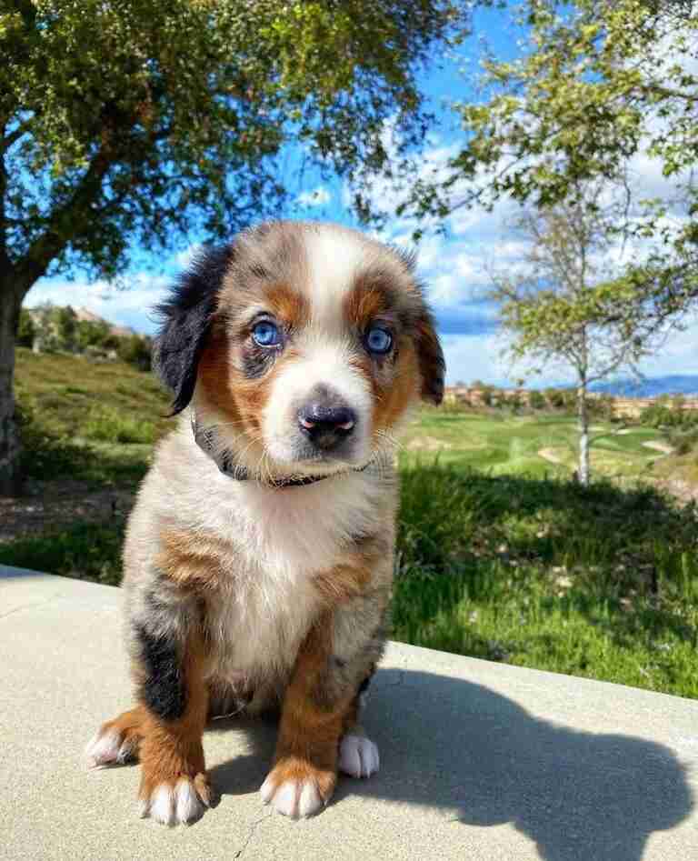 australian shepherd mini near me