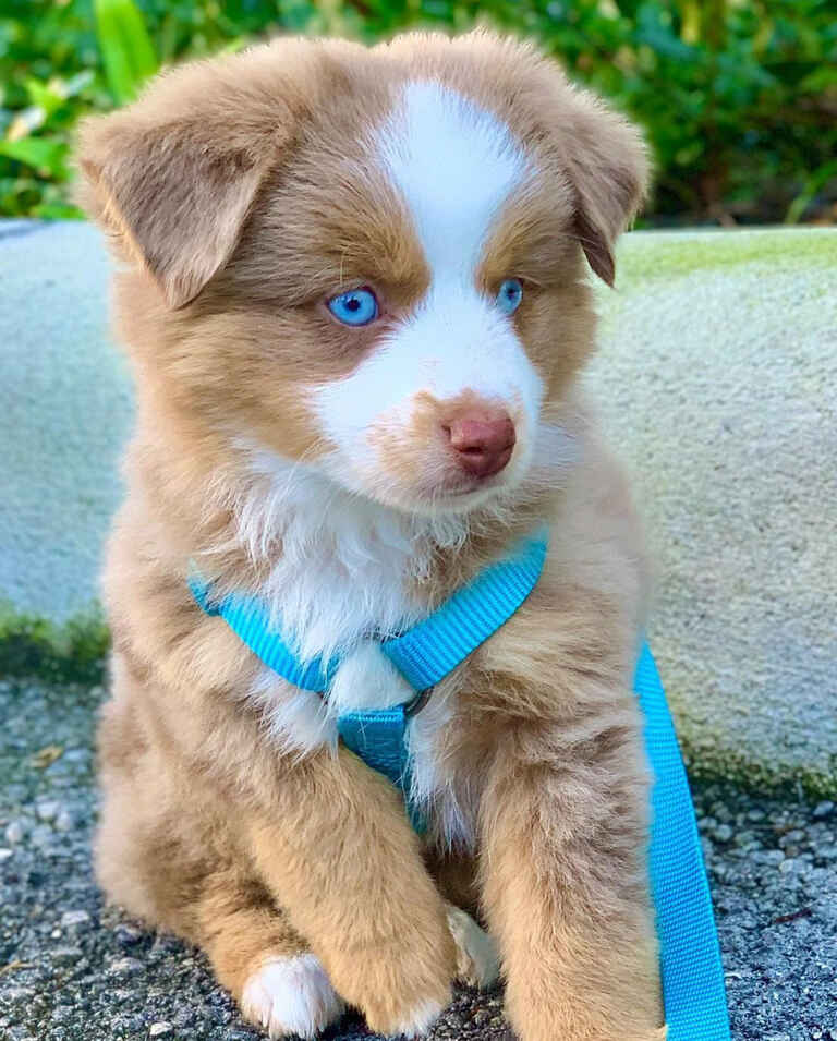 Mini Aussiedoodle Puppies For Sale LA