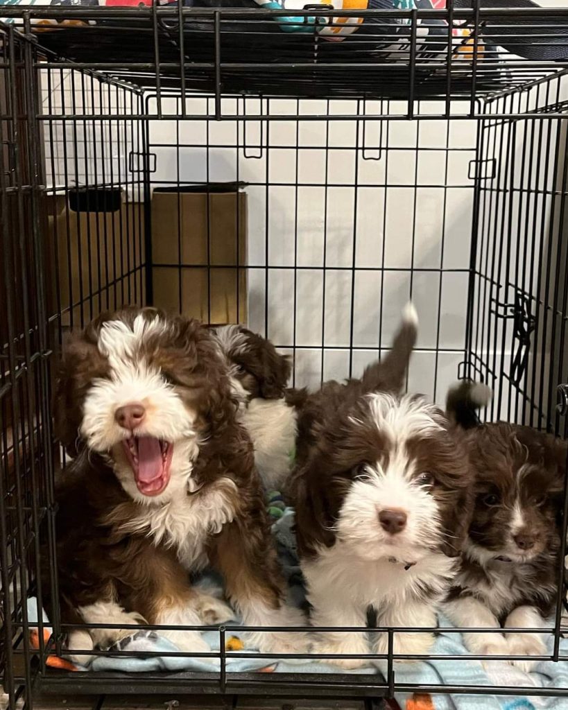 Mini Aussiedoodle Puppies For Sale KY