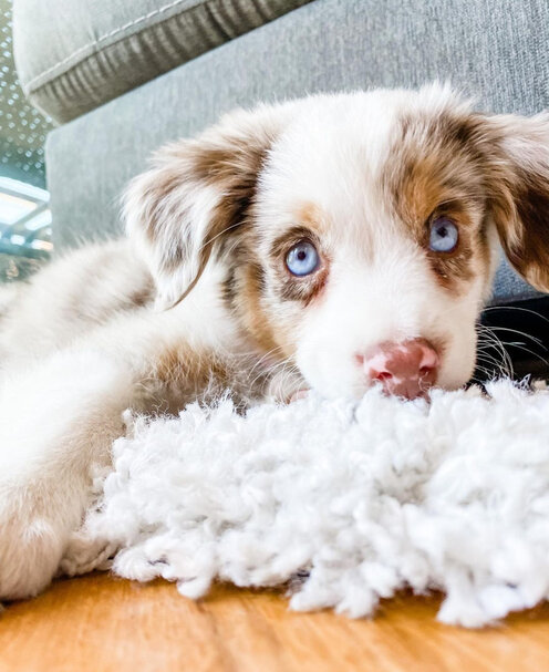 Mini Aussiedoodle Puppies For Sale KS