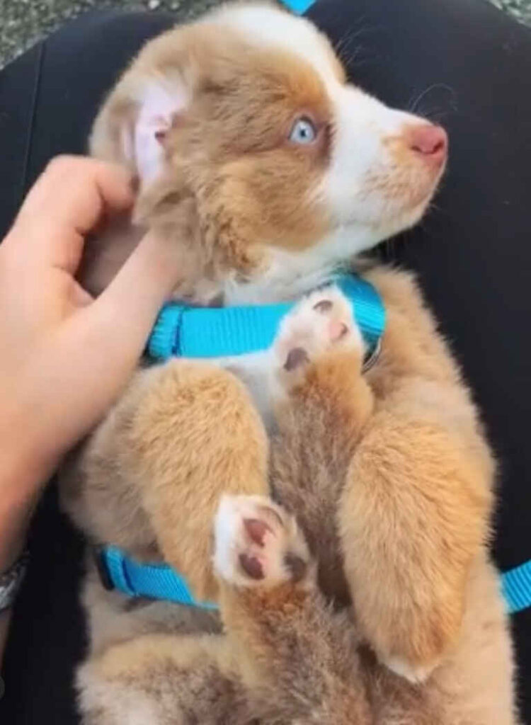 Mini Aussiedoodle Puppies For Sale IA
