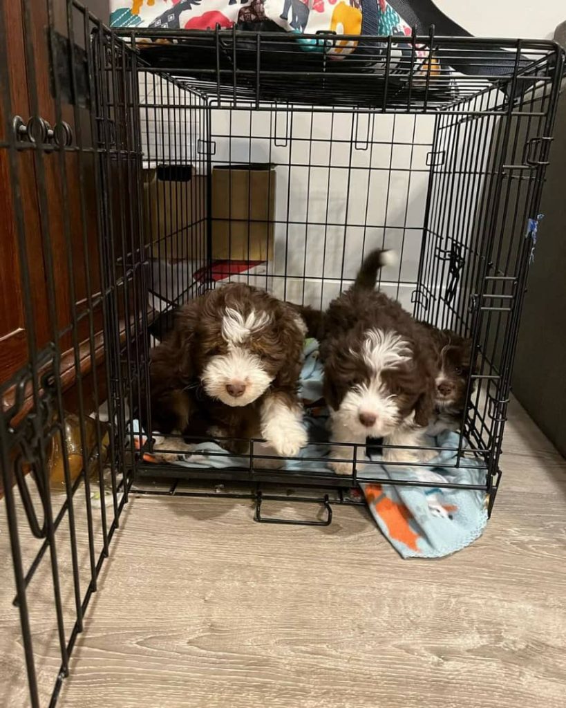 Mini Aussiedoodle Puppies For Sale IN