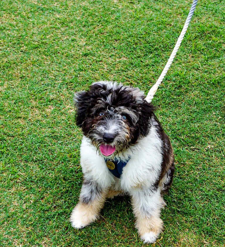 australian shepherd mini lifespan