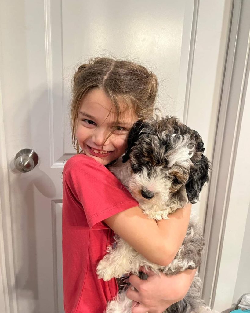 Mini Aussiedoodle Puppies For Sale ID