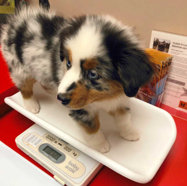 Mini Aussiedoodle Puppies For Sale HI