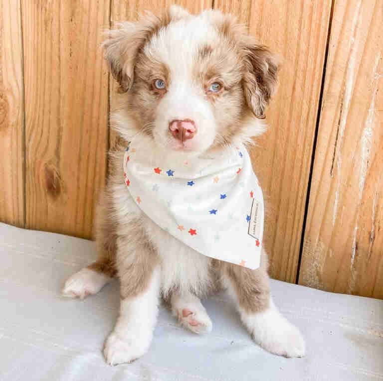 Mini Aussiedoodle Puppies For Sale GA