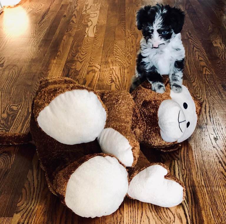 Mini Aussiedoodle Puppies For Sale FL