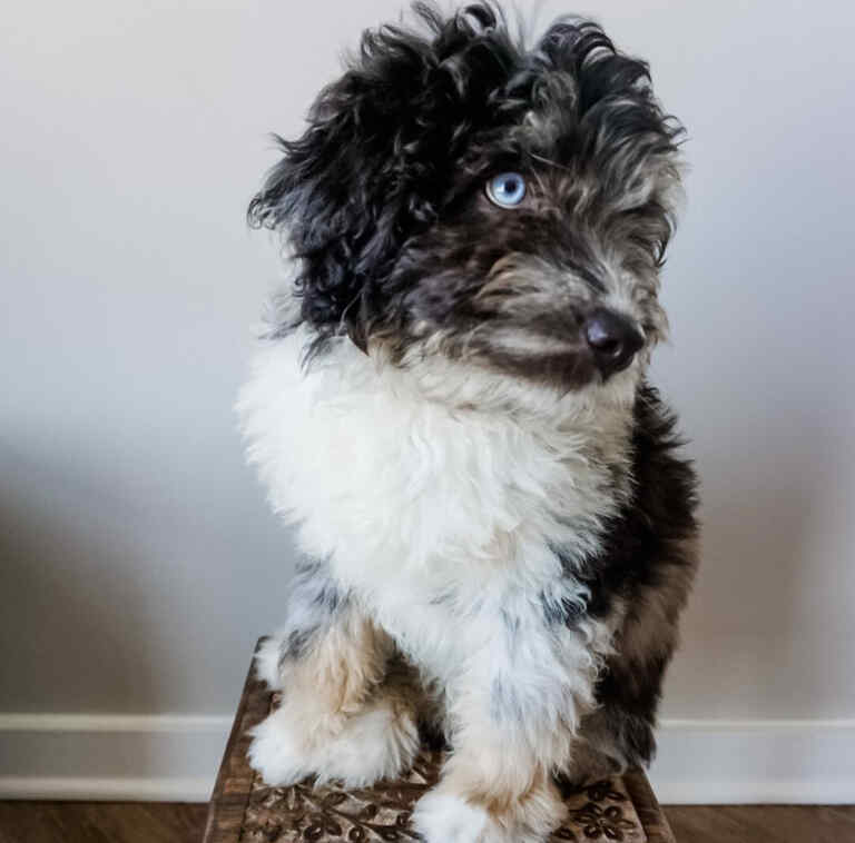 australian shepherd mini cost