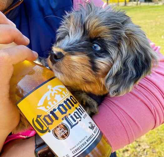 Mini Aussiedoodle Puppies For Sale DE