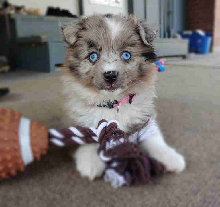 australian shepherd miniature poodle mix