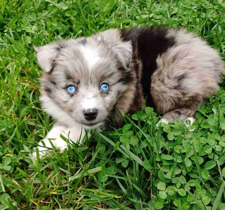 Mini Aussiedoodle Puppies For Sale near ND