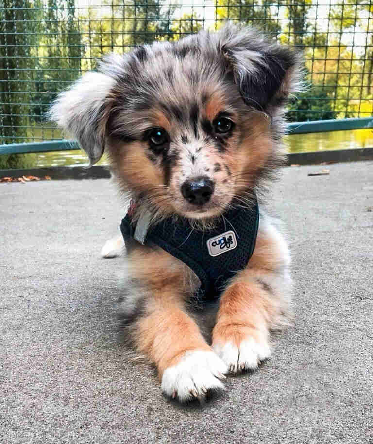 Mini Aussiedoodle Puppies For Sale CA