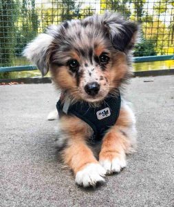 how to potty train my mini aussie