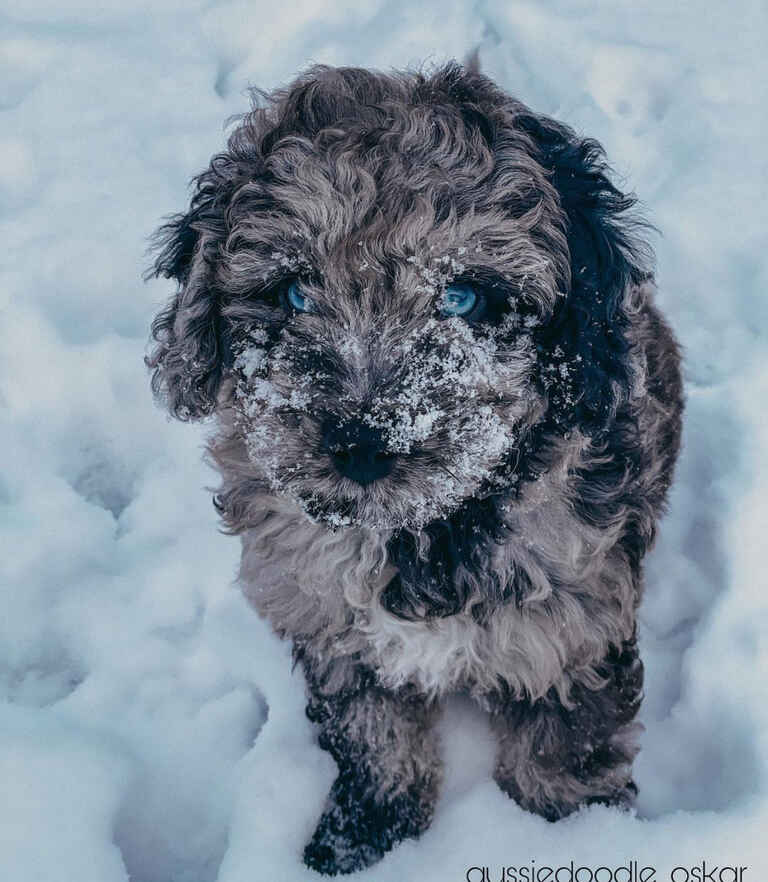 Mini Aussiedoodle Puppies For Sale AZ