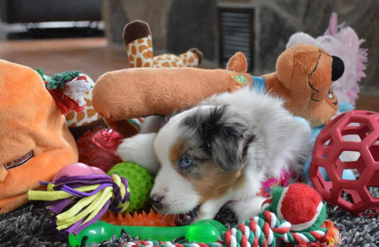 Mini Aussiedoodle Puppies For Sale AK