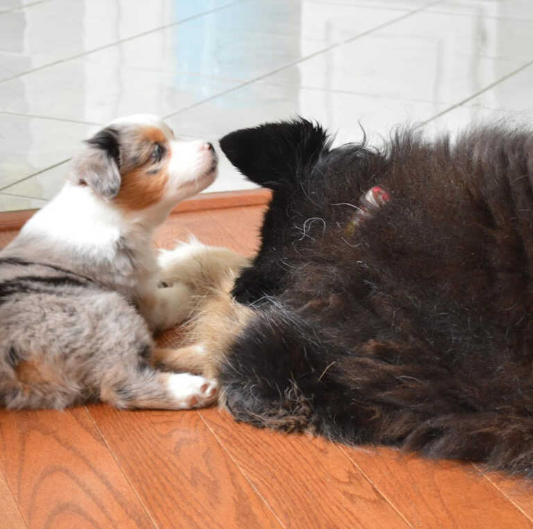 Mini Aussiedoodle Puppies For Sale AL