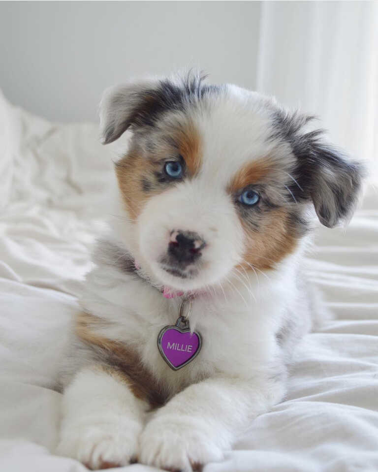 Mini Aussiedoodle Puppies For Sale near NJ