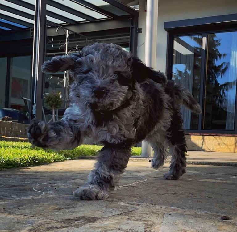 Mini Aussiedoodle Puppies For Sale near NM