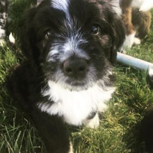 australian shepherd mini for sale