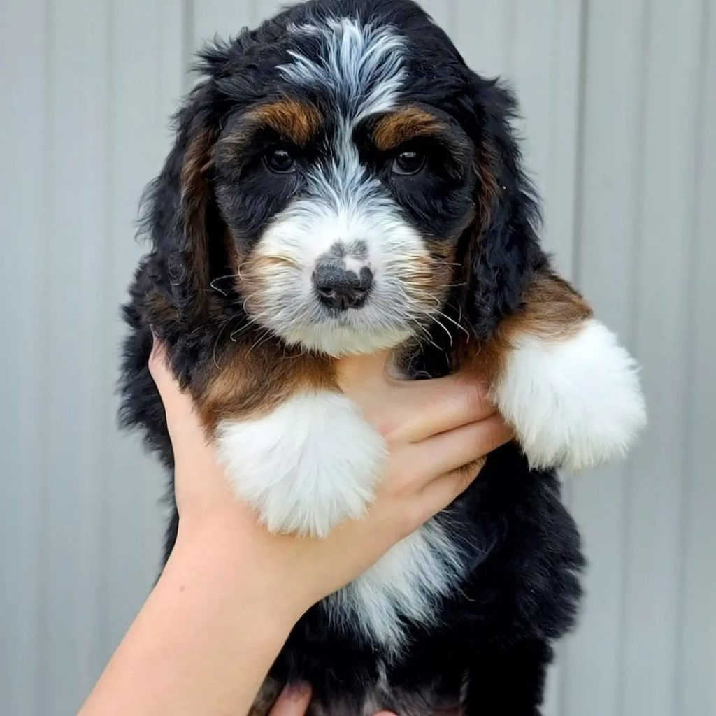 australian shepherd mini full grown