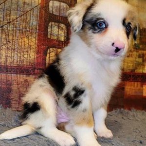 australian shepherd miniature